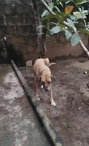 1+ year Female Purebred Boerboel