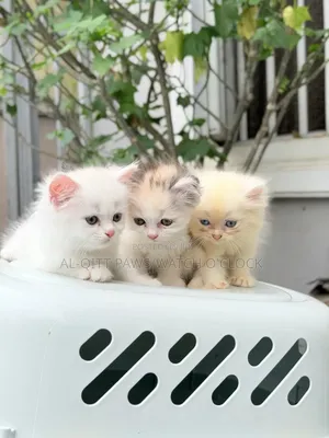 1-3 months Male Purebred Persian