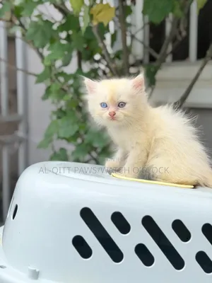 1-3 months Male Purebred Persian