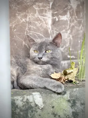 6-12 months Female Purebred British Shorthair