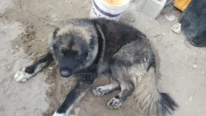 6-12 months Male Purebred Caucasian Shepherd