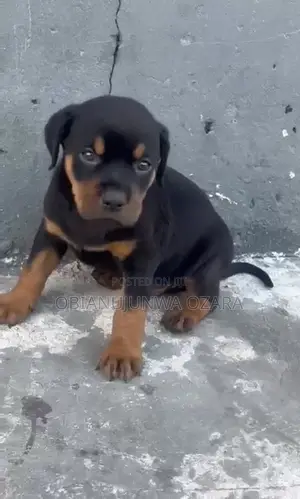 1-3 months Female Purebred Rottweiler