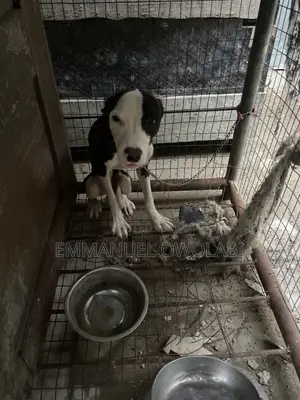 6-12 months Male Purebred American Pit Bull Terrier