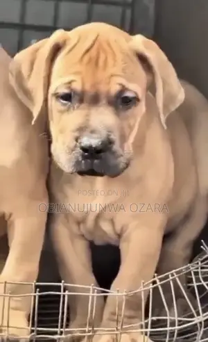 1-3 months Female Purebred Boerboel