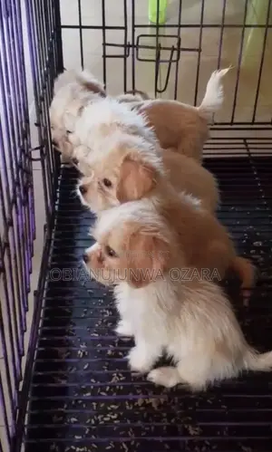 1-3 months Female Purebred Lhasa Apso