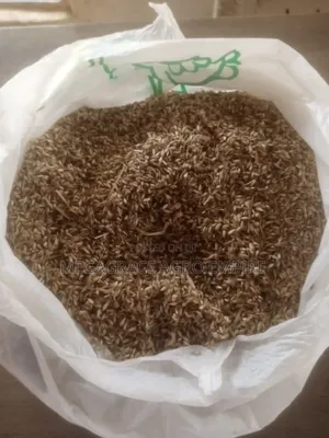 Brachiaria Grass Seeds