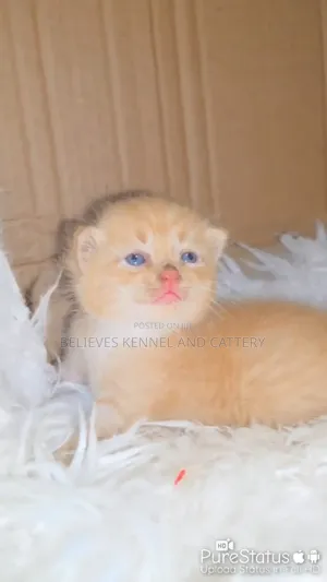 0-1 month Male Mixed Breed Persian