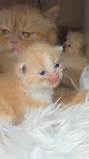 0-1 month Female Mixed Breed Persian