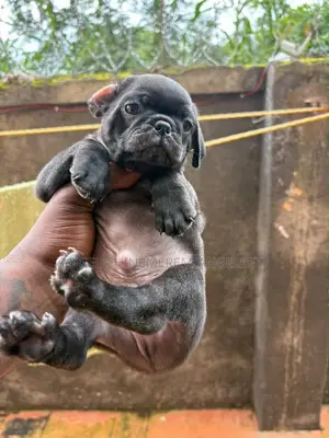 1-3 months Male Purebred Pug