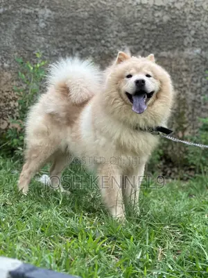 1+ year Male Purebred Chow Chow