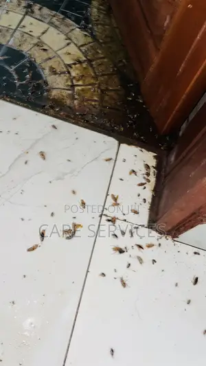 Best After Cockroaches Control Services