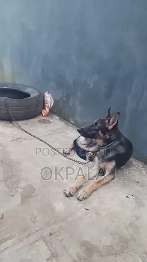 1+ year Female Purebred German Shepherd