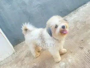 1+ year Male Purebred Lhasa Apso