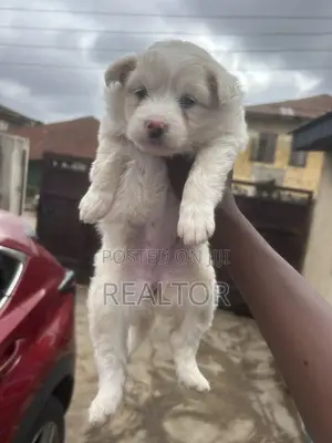 1-3 months Female Purebred Maltese