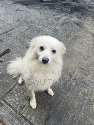 6-12 months Female Purebred American Eskimo