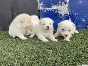 1-3 months Female Purebred American Eskimo