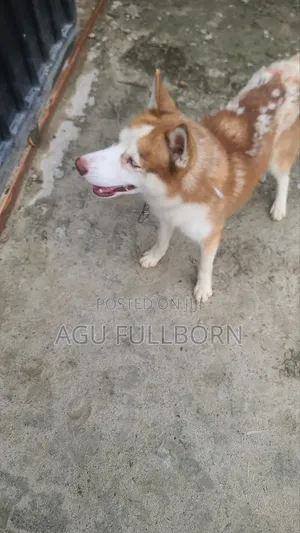 1+ year Male Purebred Siberian Husky
