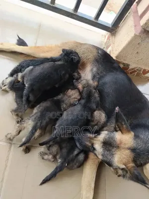1-3 months Male Purebred German Shepherd