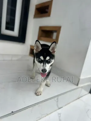 3-6 months Female Purebred Siberian Husky