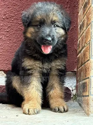 1-3 months Male Purebred German Shepherd