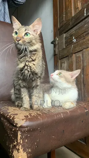 1+ year Female Purebred Turkish Angora