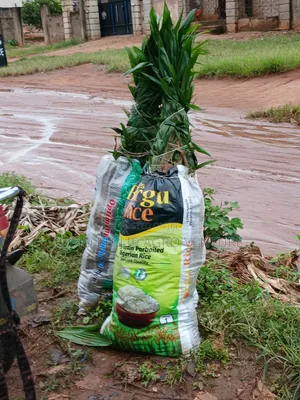 Hybrid Tenera Palm Seedlings