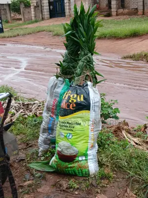Hybrid Tenera Palm Seedlings