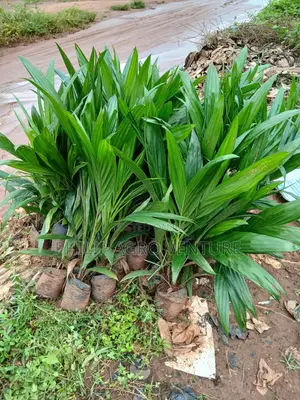 Hybrid Tenera Palm Seedlings