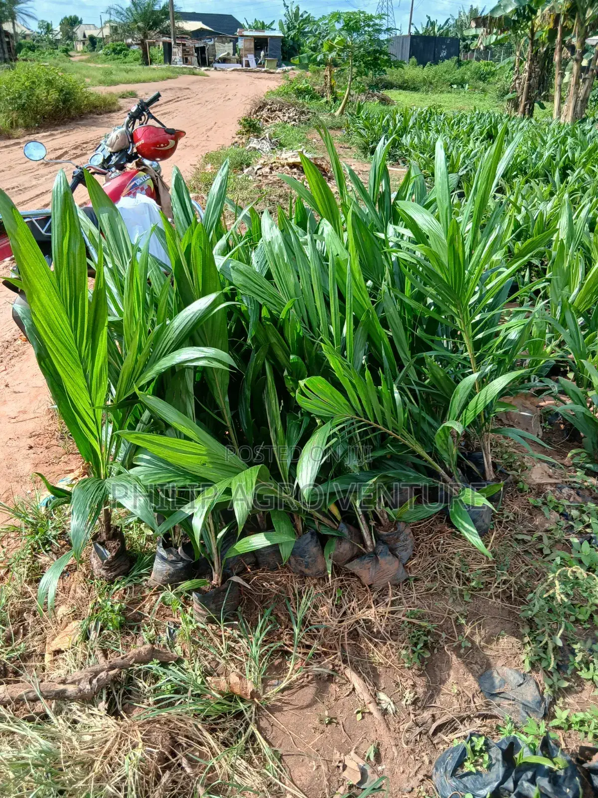 Hybrid Tenera Palm Seedlings