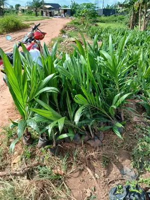 Hybrid Tenera Palm Seedlings
