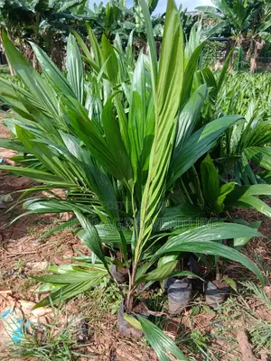 Hybrid Tenera Palm Seedlings