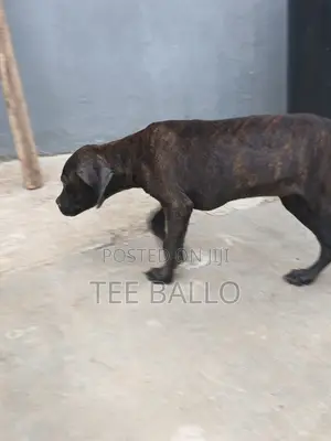 1-3 months Male Purebred Boerboel