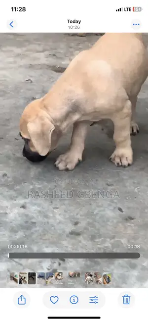 1-3 months Male Purebred Boerboel