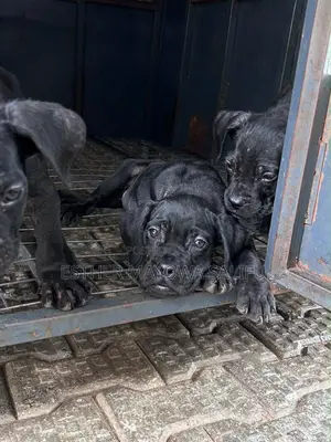 1-3 months Female Purebred Cane Corso