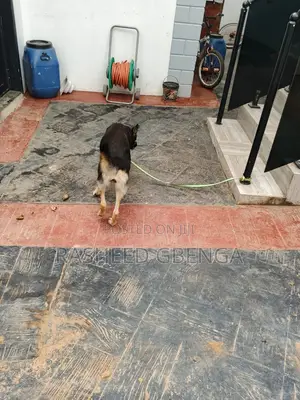1+ year Female Purebred German Shepherd