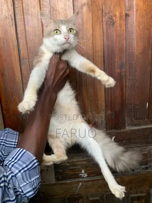 1+ year Male Purebred Turkish Angora