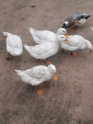 Pekin Duck