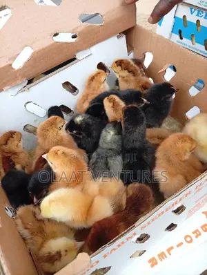 Noiler Day Olds for Sale