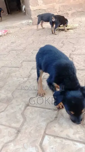 1-3 months Female Mixed Breed Rottweiler