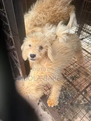 1-3 months Female Purebred Lhasa Apso