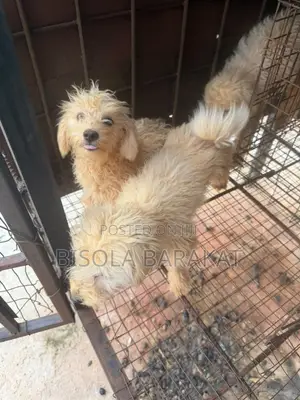 1-3 months Female Purebred Lhasa Apso
