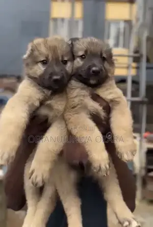 1-3 months Female Purebred Caucasian Shepherd