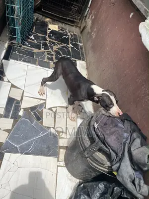 3-6 months Male Purebred American Pit Bull Terrier