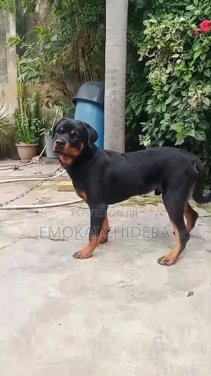 6-12 months Male Purebred Rottweiler