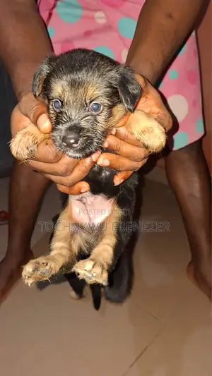 0-1 month Male Purebred German Shepherd