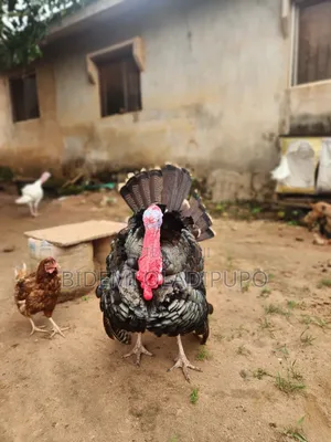 Healthy Turkey