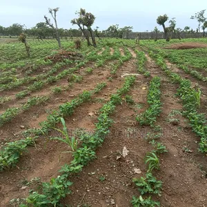1,083.61 SQM Residential Land for Sale in Dape, Abuja!