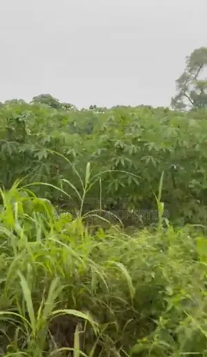 One Acre, Gbodomu Village. Along Shagamu Ikorodu Road. Via NNPC.