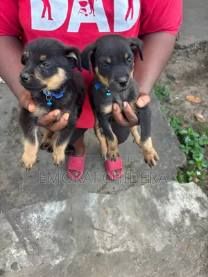 1-3 months Male Purebred Rottweiler