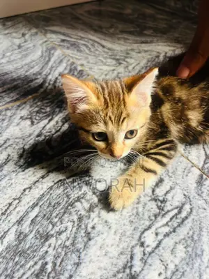 1-3 months Female Mixed Breed American Shorthair